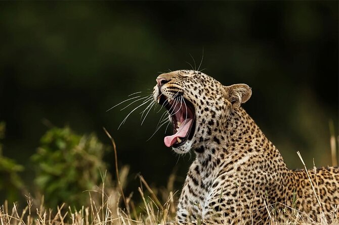 Special Leopards safari - Yala National park - 04.30 am to 11.30 am - Breakfast, binoculars, and the extra park fee