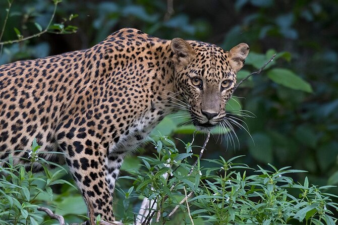 Special Leopards safari - Yala National park - 04.30 am to 11.30 am - Who will get the most from this safari?
