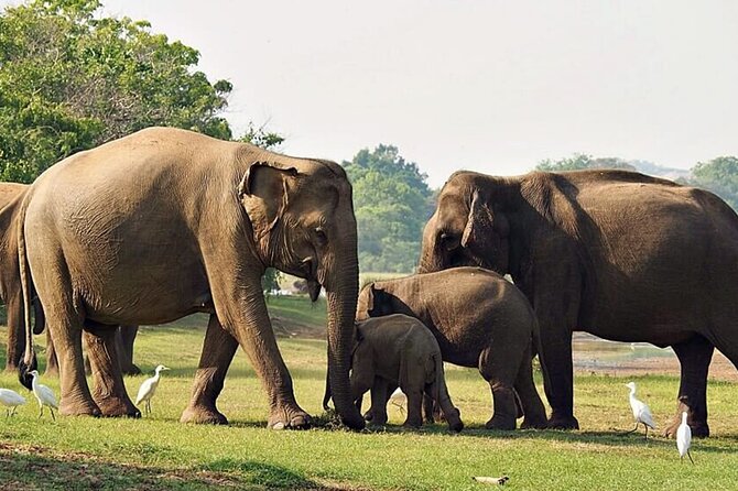 Special Leopards safari - Yala National park - 04.30 am to 11.30 am - Booking, cancellation, and simple preparation