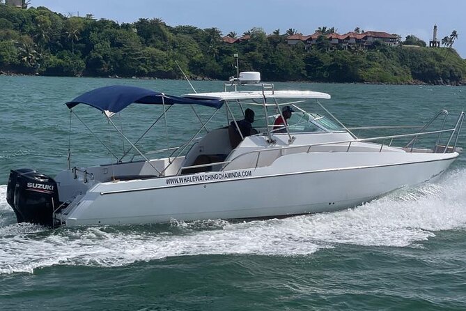 Sports Boat- Private Whale Watching Trip( free breakfast & paid pick-up) - Breakfast, drinks, and the small comforts