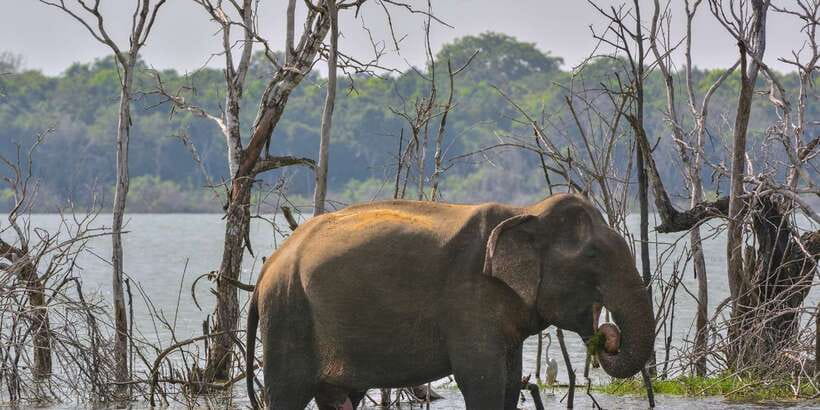 Sri Lanka: 2-Day wildlife tour; rainforest and National park - Should you book it?