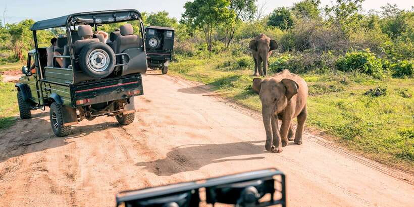 Sri Lanka: 2-Day wildlife tour; rainforest and National park - A fast route from rainforest to tea country