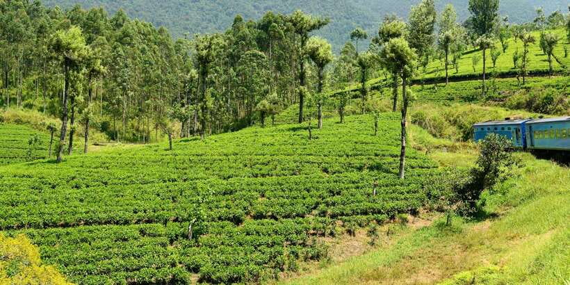 Sri Lanka: 2-Day wildlife tour; rainforest and National park - Udawalawe National Park and the four-hour jeep safari