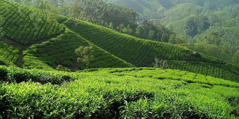 Sri Lanka: 2-Day wildlife tour; rainforest and National park - Nuwara Eliya, Gregory Lake, and the Ceylon tea trail