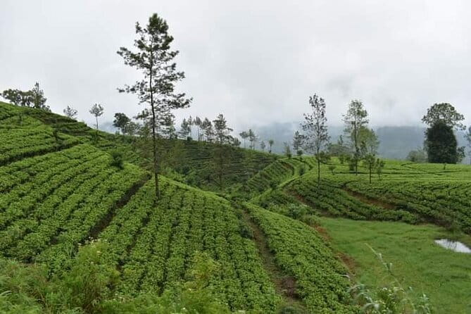 Sri Lanka 4 Day Private Tour - Day 4: Nuwara Eliya and the famous train to Ella