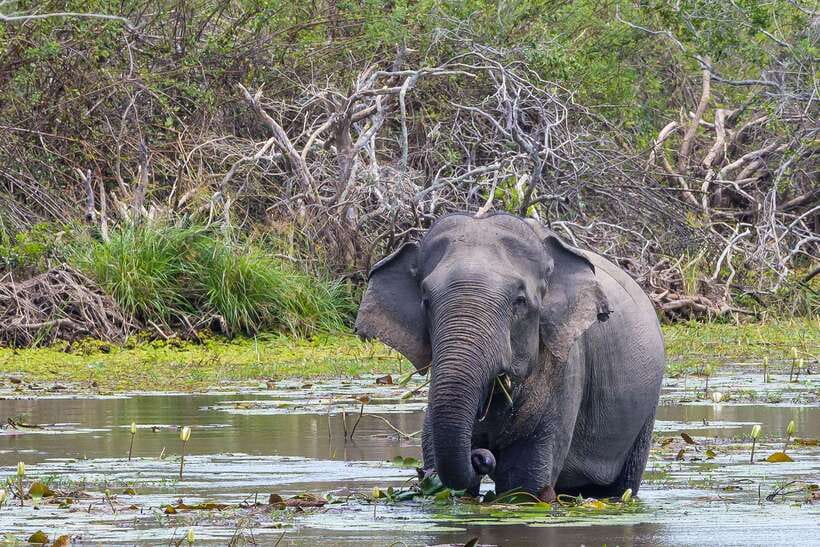 Sri Lanka: 4N5Day guided FULL TOUR with hotel accommodations - Day 4: Kandy to Ella by waterfall, tea, and train