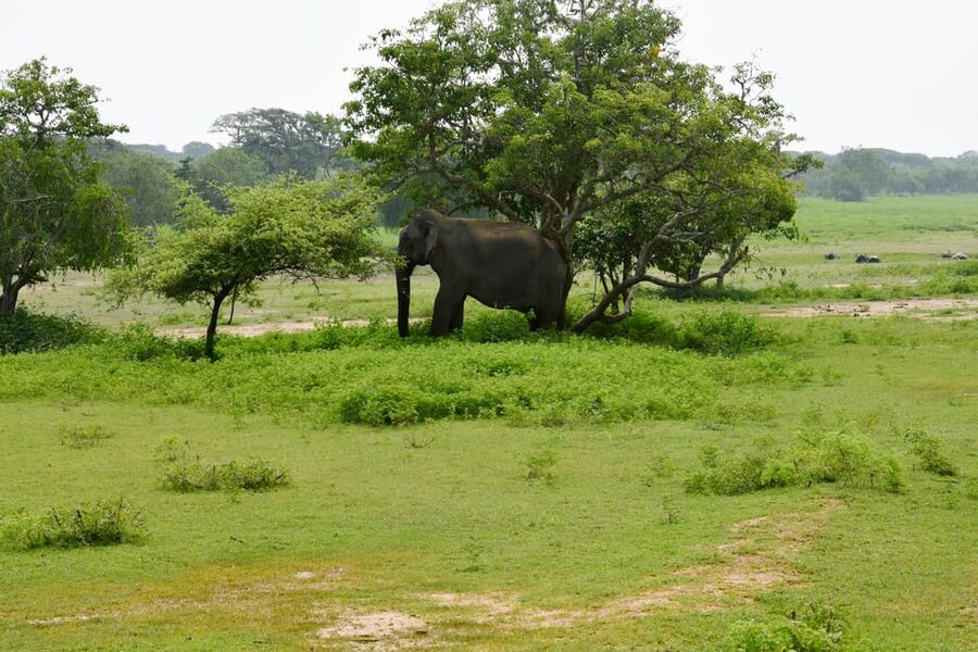 Sri Lanka 5-Day Private Country Side Tour Car, Hotels, Food - Day five: Galle Fort, beaches, and a slow river safari