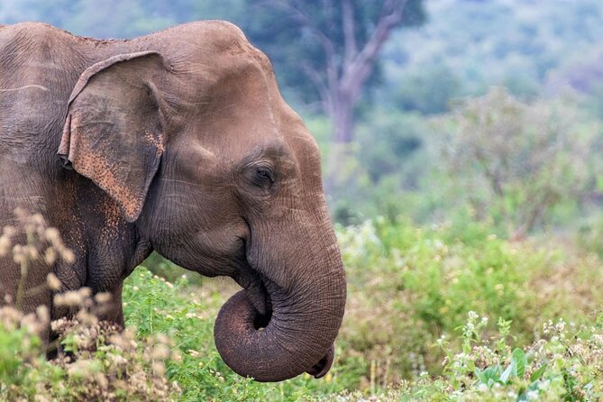 Sri Lanka 5 Day tour Best Nature and Culture include top hotels - What $444 includes, and what it does not