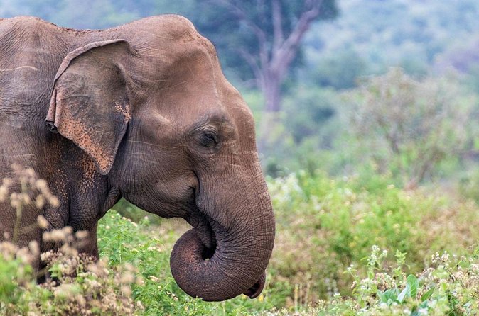 Sri Lanka 5 Day tour Best Nature and Culture include top hotels - Hotels, meals, and the private vehicle
