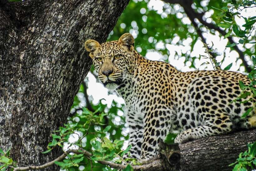 Sri Lanka: 7-Day Off-The-Beaten Path Private Tour - Dambulla, spices, and Kandy’s sacred center