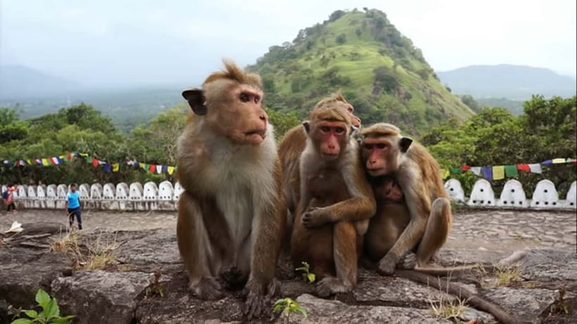 Sri Lanka: 7-Day Off-The-Beaten Path Private Tour - Yala National Park and the cost of wildlife