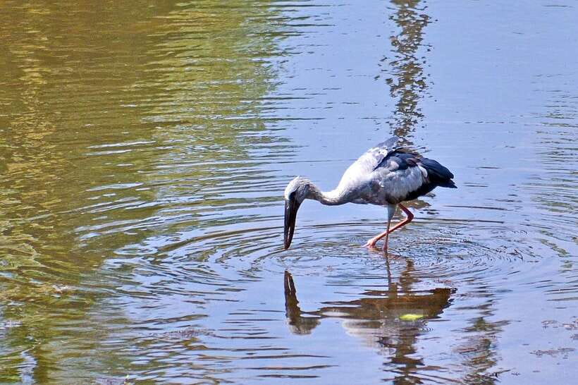 Sri Lanka Bentota: Private Mangrove Lagoon and River Cruise - What makes this Bentota cruise worth your time