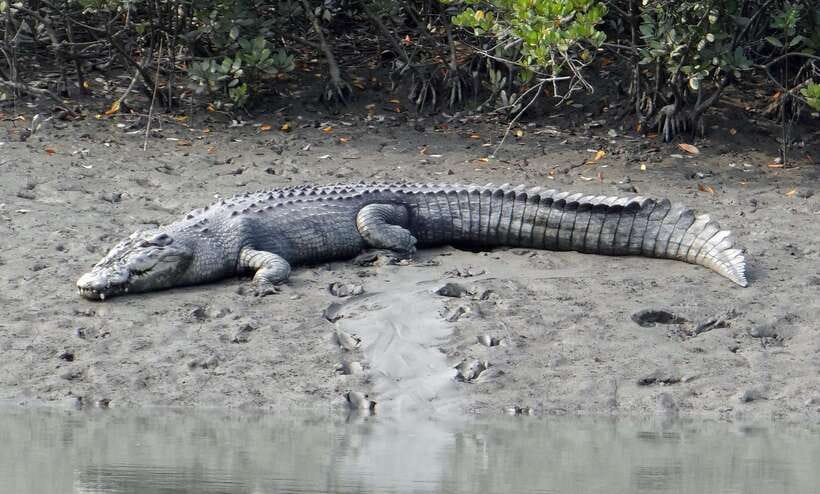 Sri Lanka Bentota: Private Mangrove Lagoon and River Cruise - Starting at the Bentota bridge