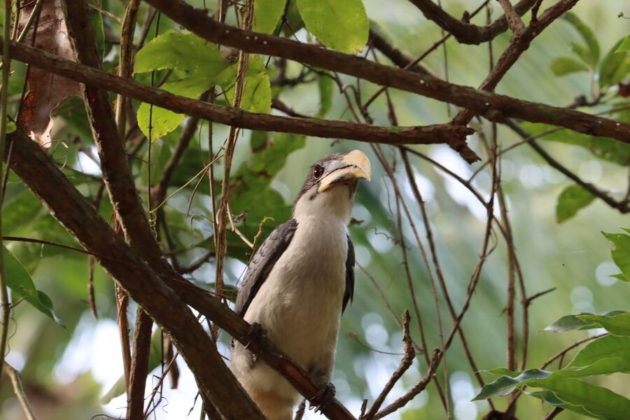 Sri Lanka Bentota: Private Mangrove Lagoon and River Cruise - The lagoon and the return journey