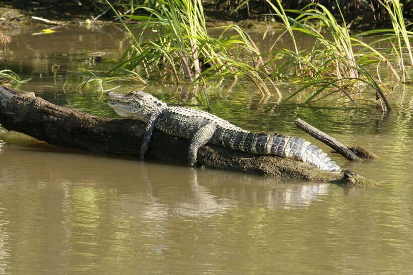 Sri Lanka Bentota: Private Mangrove Lagoon and River Cruise - What the $58 price really means
