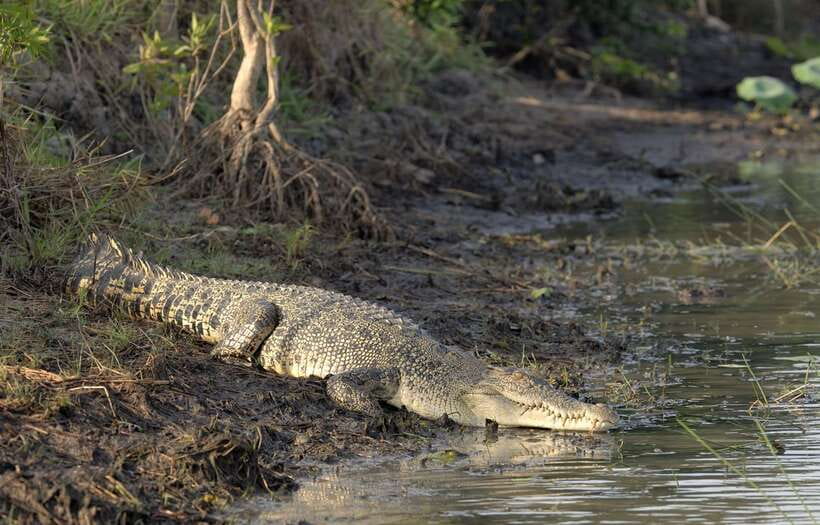 Sri Lanka Bentota: Private Mangrove Lagoon and River Cruise - Who will enjoy this most