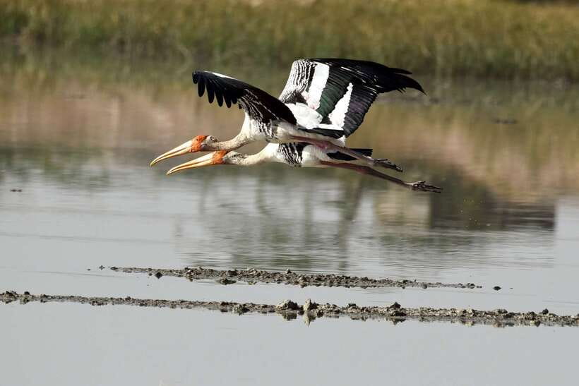 Sri Lanka Bentota: Private Mangrove Lagoon and River Cruise - Entering the mangrove channels