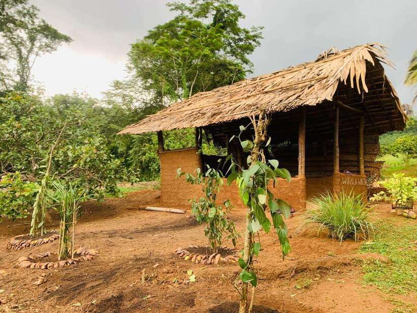 Sri Lanka: Ceylon Cinnamon Experience & Spice Garden Tour - The cinnamon process, from bark to quill
