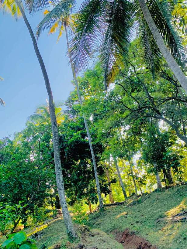 Sri Lanka: Ceylon Cinnamon Experience & Spice Garden Tour - Organic farming and seasonal harvesting