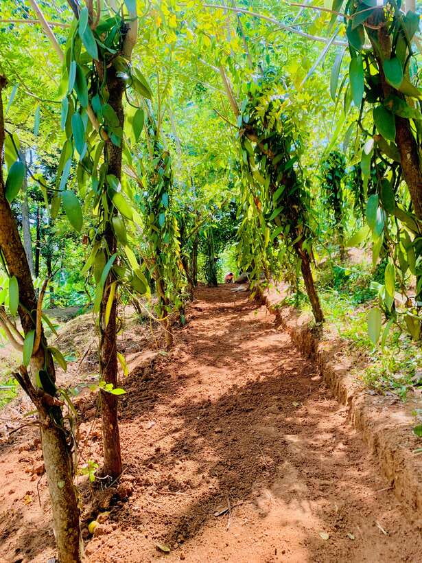 Sri Lanka: Ceylon Cinnamon Experience & Spice Garden Tour - Walking into the Warala Watta spice garden