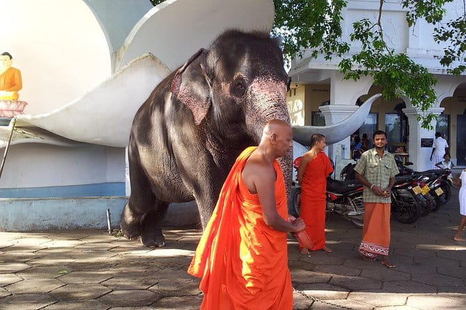Sri Lanka Ella Private Day Tour Nine Arch & Elephant transit home - Is $190 per person good value?