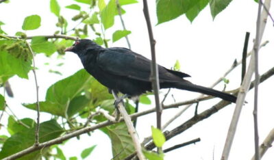 Sri Lanka Green Bless- 2-day Private Trip To Enjoy Nature