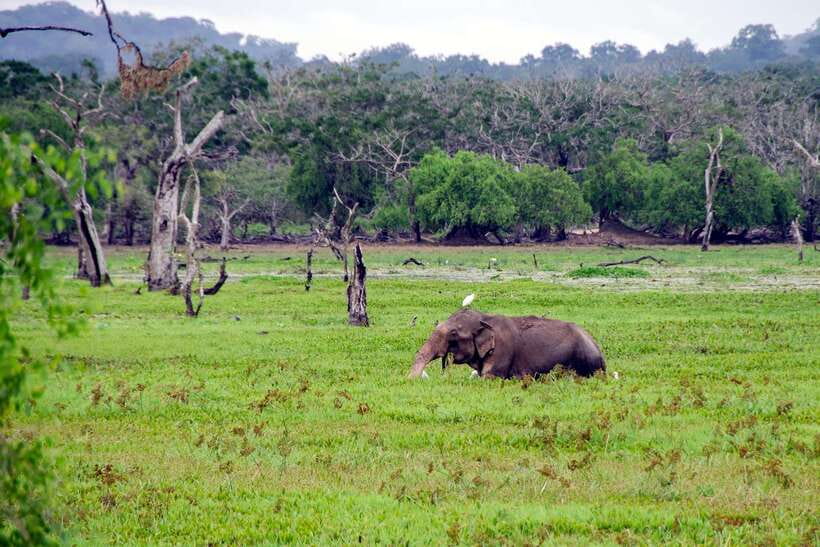 Sri Lanka Green Bless- 2-day Private Trip To Enjoy Nature - Day two: Yala before breakfast