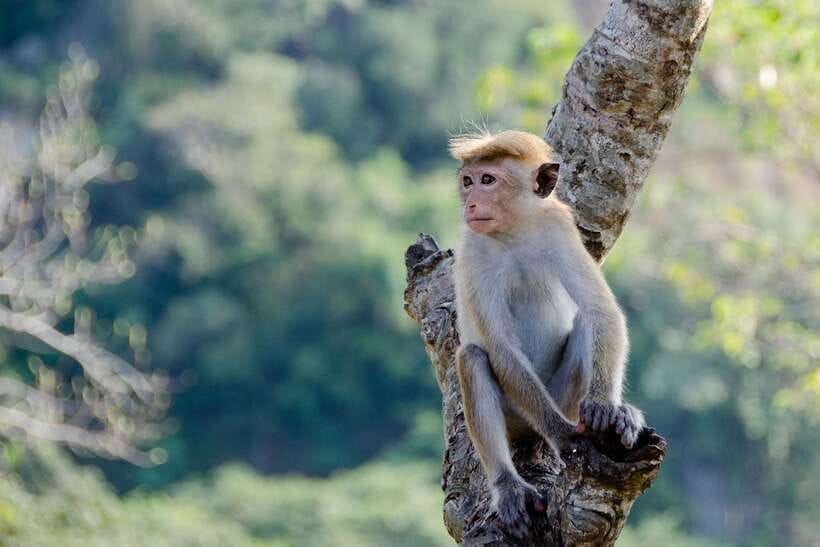 Sri Lanka Green Bless- 2-day Private Trip To Enjoy Nature - Mirissa, Unawatuna, and Hikkaduwa along the coast
