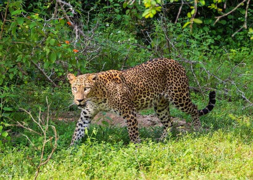 Sri Lanka Green Bless- 2-day Private Trip To Enjoy Nature - The guide and driver can make or break the pace