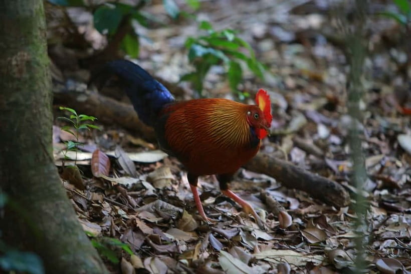 Sri Lanka Nature, culture, history and wildlife in 4 days - Day 4: Rainforest walking and Kitulgala rafting