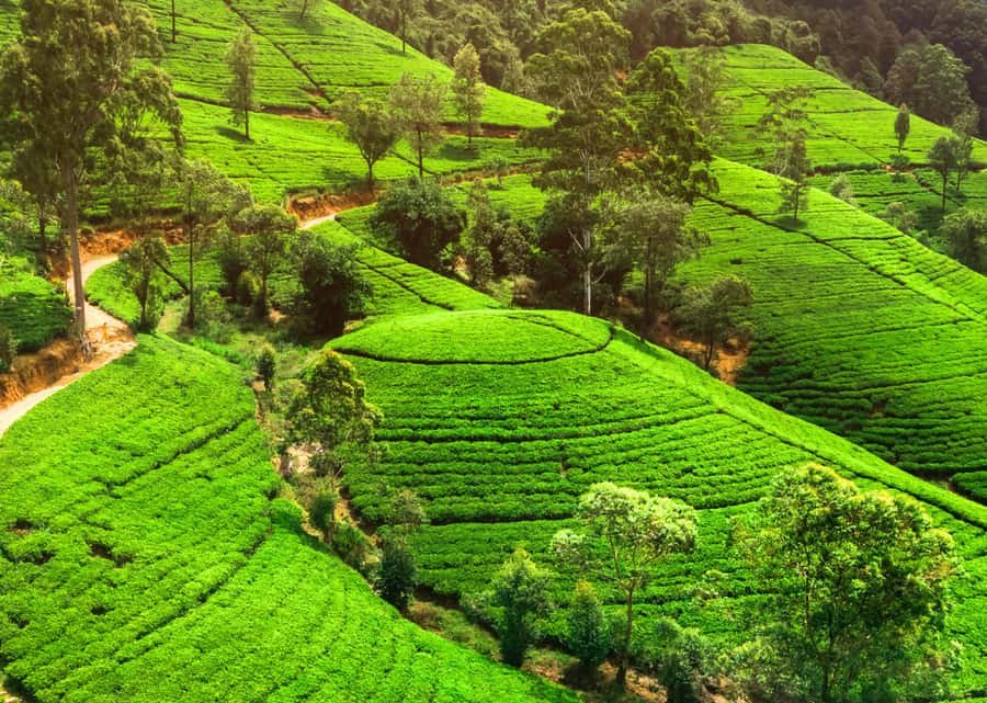 Sri Lanka Private 2-day Tour:Train Trip, Kandy, Nuwara Eliya - What the $275 price really buys you