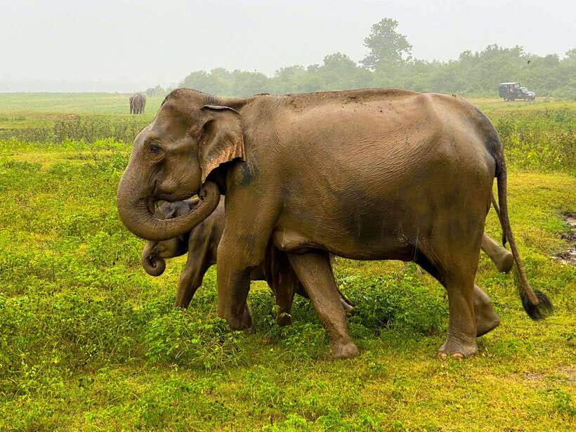 Sri Lanka Private 8-day Tour; Transport, Guide, Hotels, Food - What the $899 price really covers