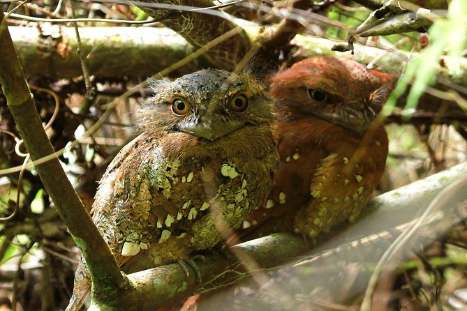 Sri Lanka Sinharaja Rain Forest Tour with Transport - A private outing with more room for questions