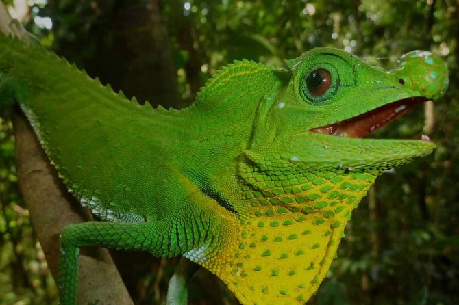 Sri Lanka Sinharaja Rain Forest Tour with Transport - Is $98 per person good value?