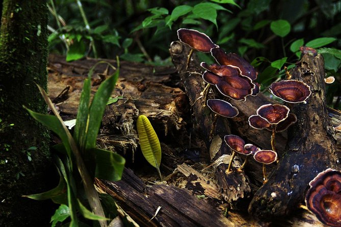 Sri Lanka Sinharaja Rain Forest Tour with Transport - Who will enjoy this forest tour most?