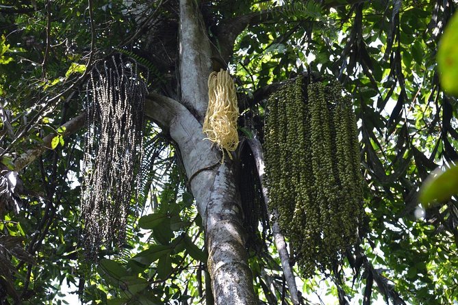 Sri Lanka Sinharaja Rain Forest Tour with Transport - Practical details that can make the day easier