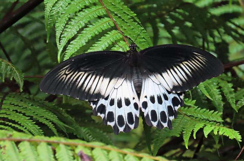 Sri Lanka : Sinharaja Rainforest Guided Trek with Pickup - Why Sinharaja makes a strong day trip
