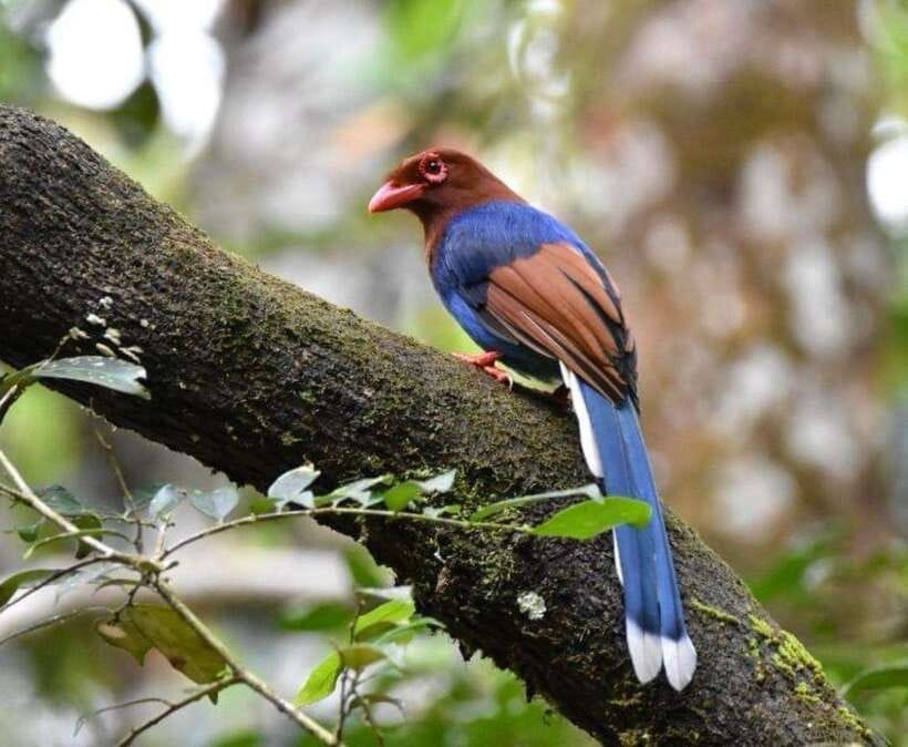 Sri Lanka : Sinharaja Rainforest Guided Trek with Pickup - Starting the three to six-hour rainforest trek