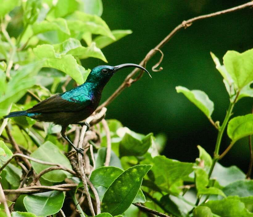 Sri Lanka: Sinharaja rainforest tour from Colombo, Bentota - What to pack for a wet forest