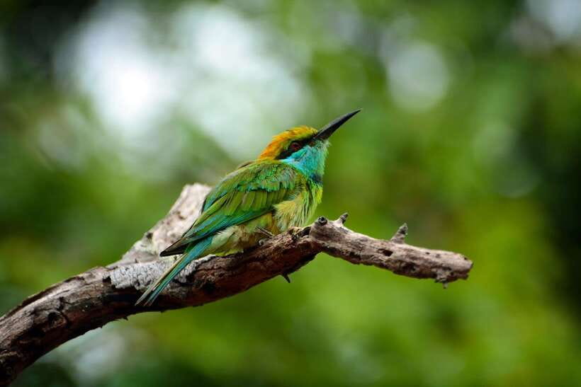 Sri Lanka: Sinharaja rainforest tour from Colombo, Bentota - Why Sinharaja is worth the long day
