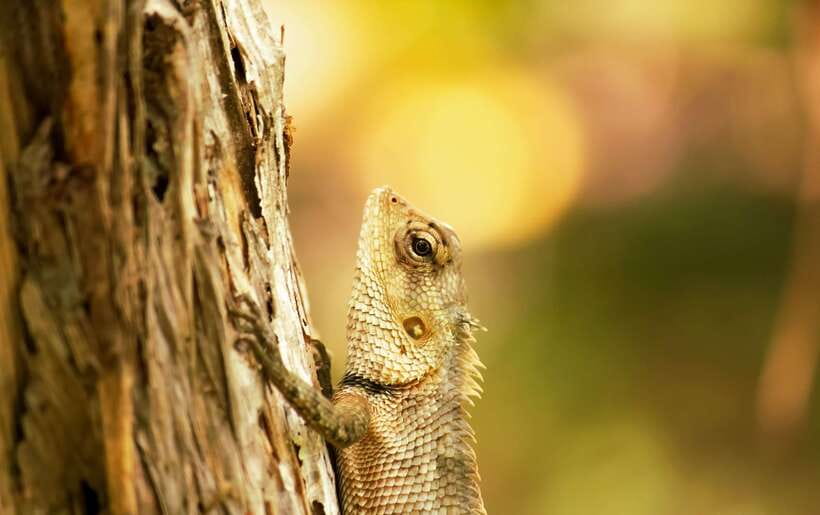 Sri Lanka: Sinharaja rainforest tour from Colombo, Bentota - Waterfalls that break up the forest walk