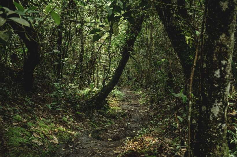 Sri Lanka: Sinharaja rainforest tour from Colombo, Bentota - Birdwatching with a chance of endemic species
