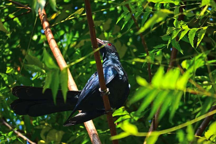 Sri Lanka: Sinharaja rainforest tour from Colombo, Bentota - A local lunch after the morning’s exertion