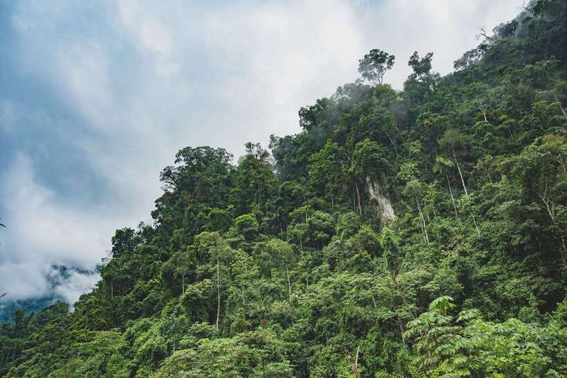 Sri Lanka: Sinharaja rainforest tour from Colombo, Bentota - Is $195 good value for a private day?