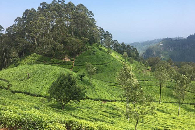 Sri Lanka Tour in 8 Days - Day three: Kandy’s temple, gardens, market, and evening culture