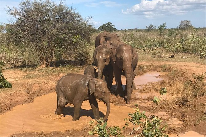 Sri Lanka tours 12-Day wildlife Tour with driver,Car or Van and accommodations - What $980 buys you on a private Sri Lankan route
