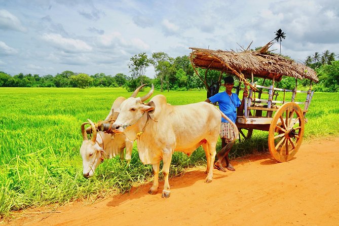 Sri Lanka Travel in 08 Nights 09 Days - Day 5: Tea country and the train to Ella
