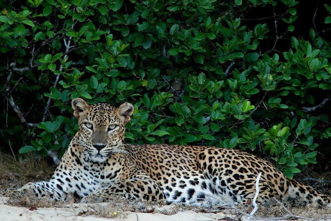 Sri Lanka Unveiled: 12 Nights Complete Experience Package - Negombo begins the trip gently