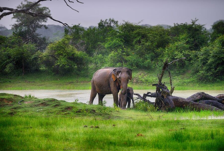 Sri Lanka: Wilpattu National Park Safari Tour in a 4WD Jeep - The middle of a full-day safari