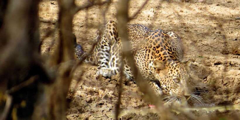 Sri Lanka: Yala National Park Private Safari - Key points to know before you book